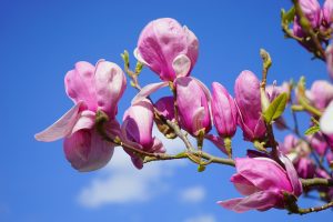 magnolia-324301